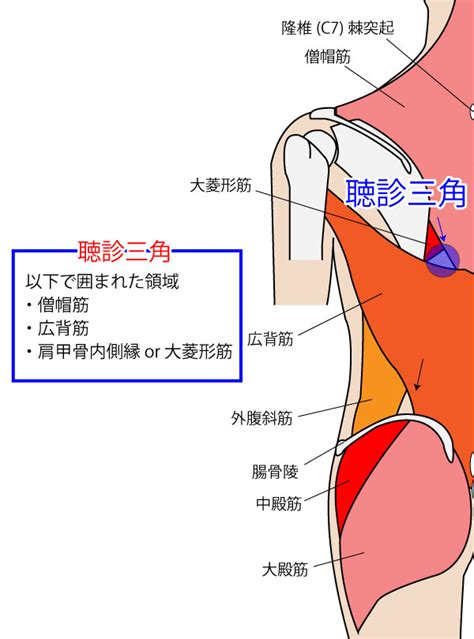 腰三角 構成|【まとめ！】体表解剖